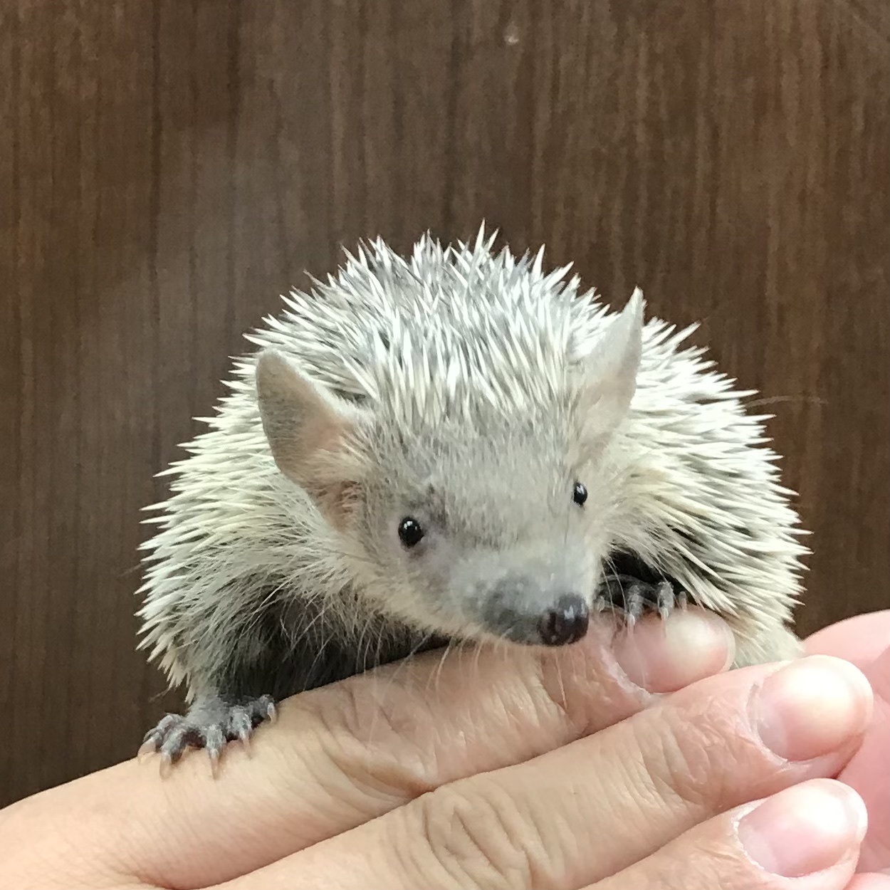 レス7番のサムネイル画像