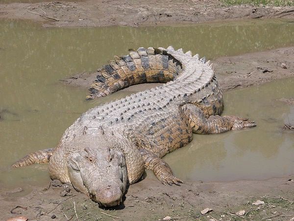 レス16番のサムネイル画像