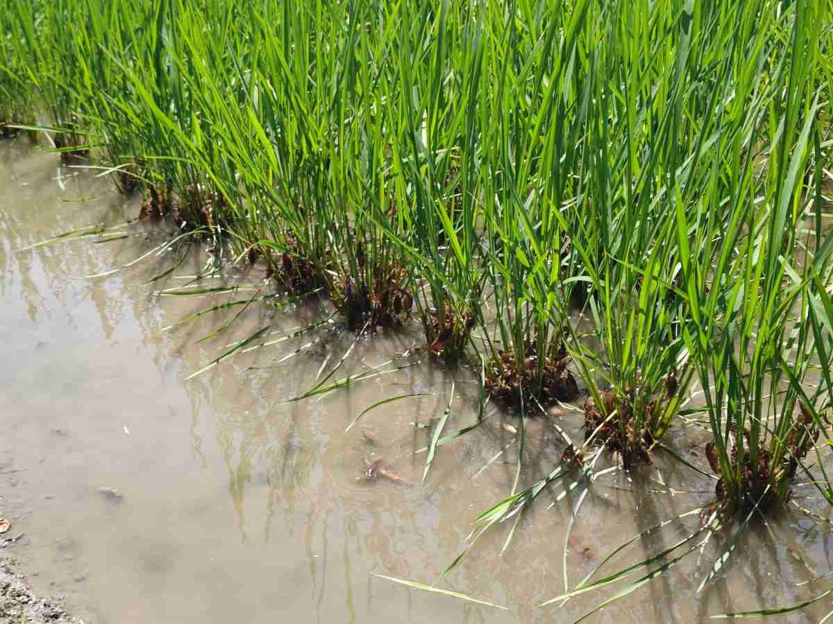 レス1番の画像4