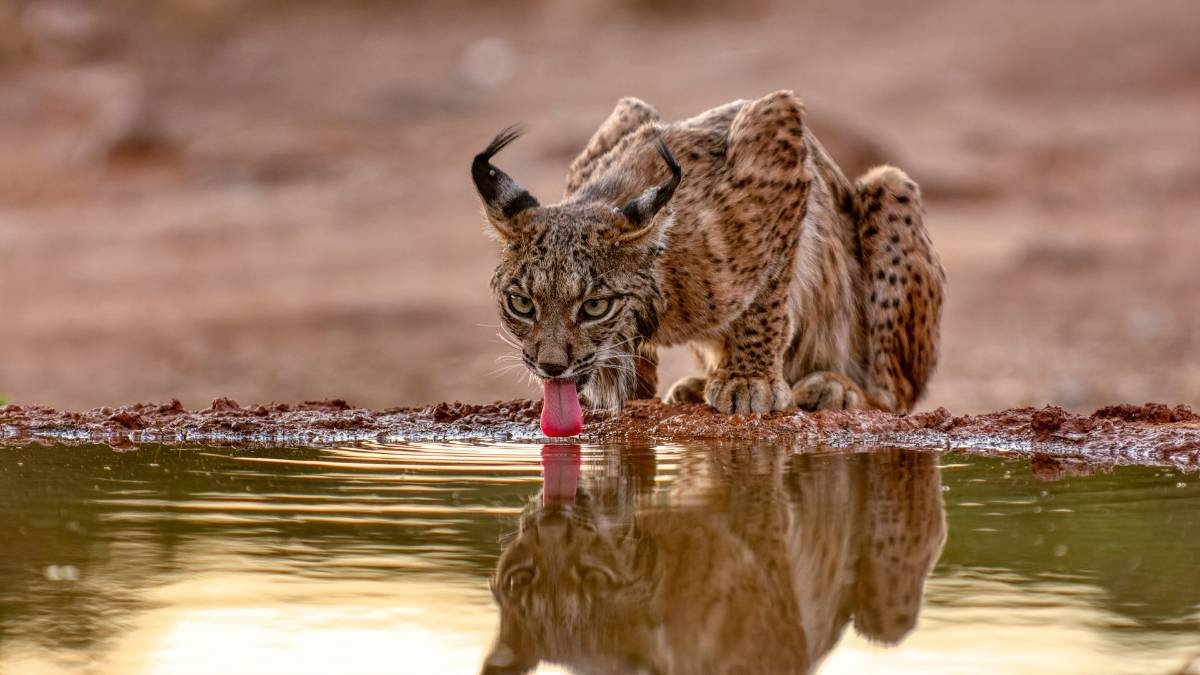 レス1番の画像4